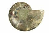 Cut & Polished Ammonite Fossil (Half) - Madagascar #267849-1